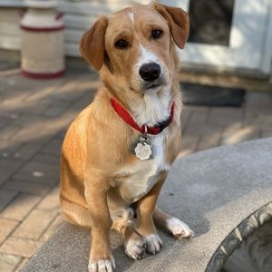 Meet your Posher, Ally